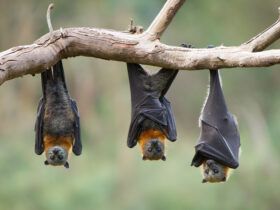 الخفافيش